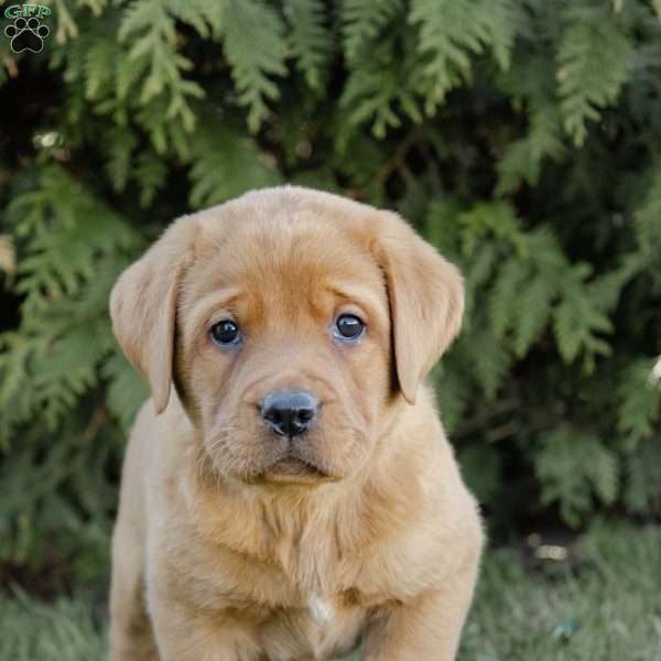 Rocko, Fox Red Labrador Retriever Puppy