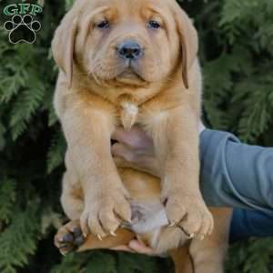 Rocko, Fox Red Labrador Retriever Puppy