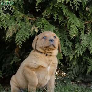 Rocko, Fox Red Labrador Retriever Puppy