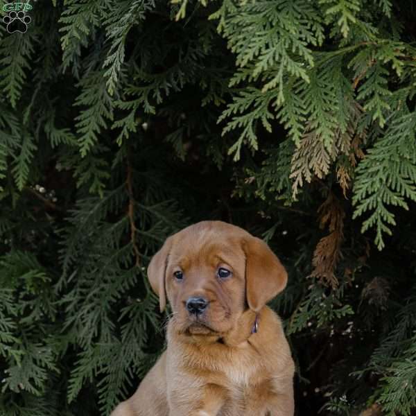 Rex, Fox Red Labrador Retriever Puppy
