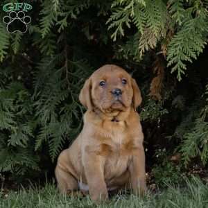 Rex, Fox Red Labrador Retriever Puppy