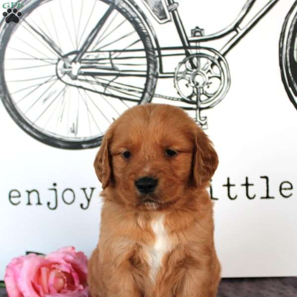 Cooper, Golden Retriever Puppy