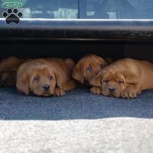 Roman, Fox Red Labrador Retriever Puppy