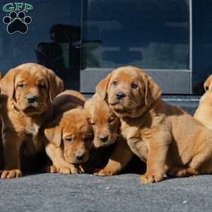 Roman, Fox Red Labrador Retriever Puppy