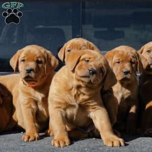 Rocko, Fox Red Labrador Retriever Puppy