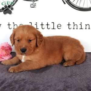 Cooper, Golden Retriever Puppy