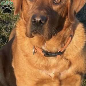 Riley, Fox Red Labrador Retriever Puppy
