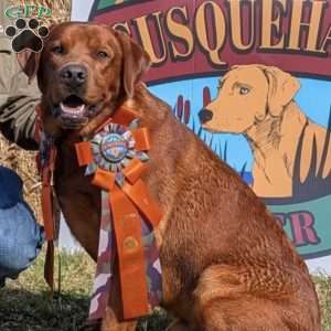 Rhino, Fox Red Labrador Retriever Puppy
