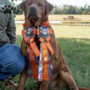 Riley, Fox Red Labrador Retriever Puppy
