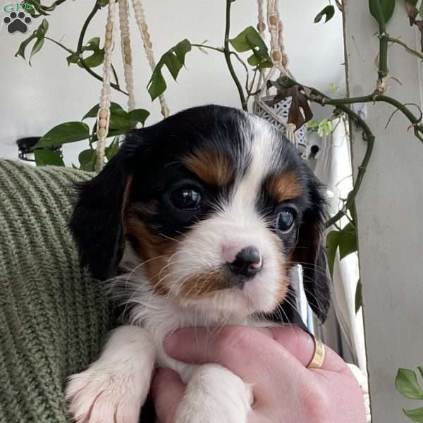 Rose, Cavalier King Charles Spaniel Puppy