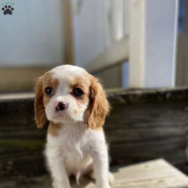 Duke, Cavalier King Charles Spaniel Puppy