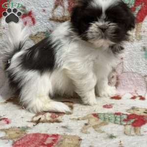 Tucker, Shih Tzu Puppy