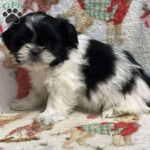 Thober, Shih Tzu Puppy