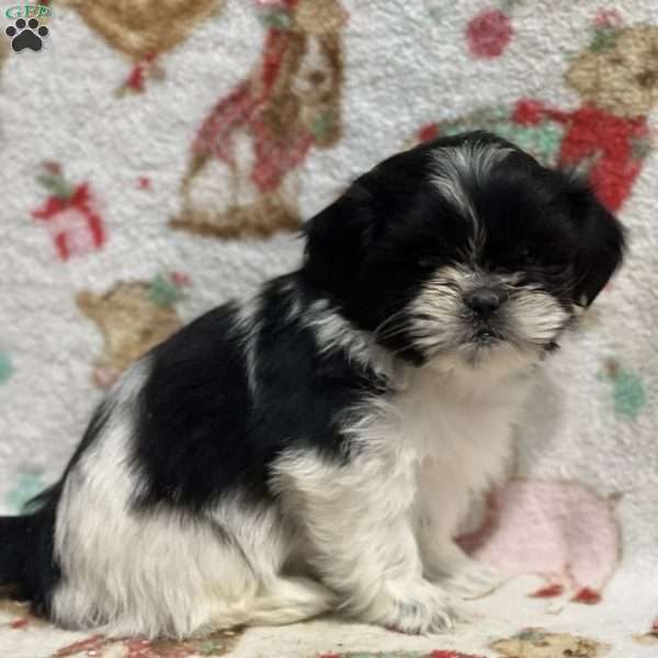 Thober, Shih Tzu Puppy