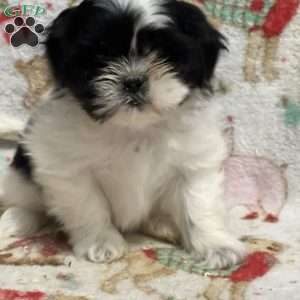 Tiny, Shih Tzu Puppy
