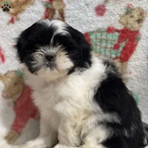 Tiny, Shih Tzu Puppy