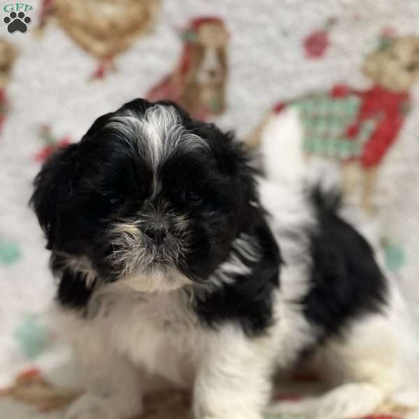 Trent, Shih Tzu Puppy