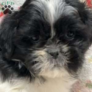 Trent, Shih Tzu Puppy