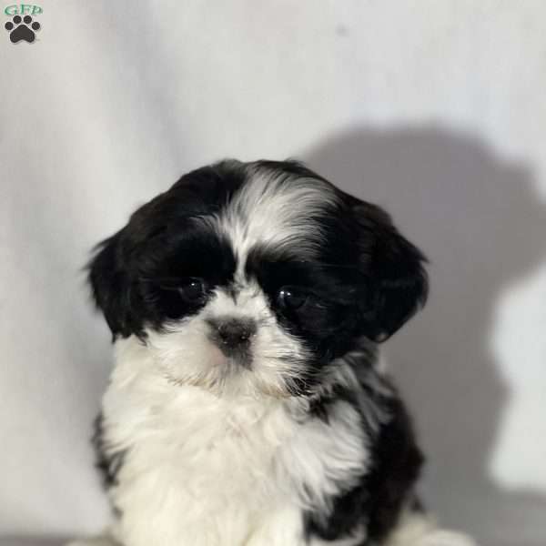 Jeminia, Teddy Bear Puppy