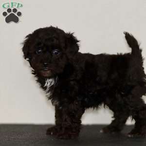 Buddy, Miniature Poodle Puppy
