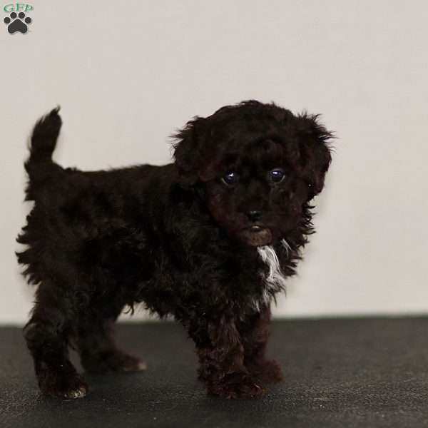 Buddy, Miniature Poodle Puppy
