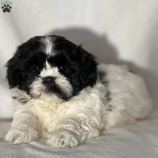 James, Teddy Bear Puppy