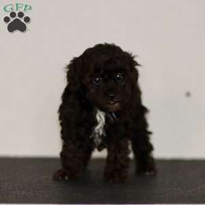 Buddy, Miniature Poodle Puppy