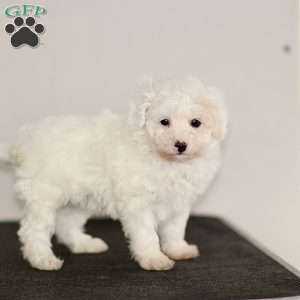 Beau, Miniature Poodle Puppy