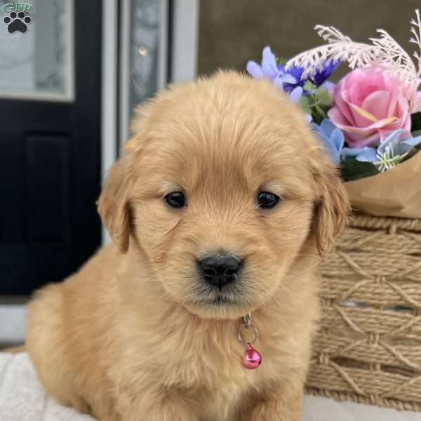 Diva, Golden Retriever Puppy