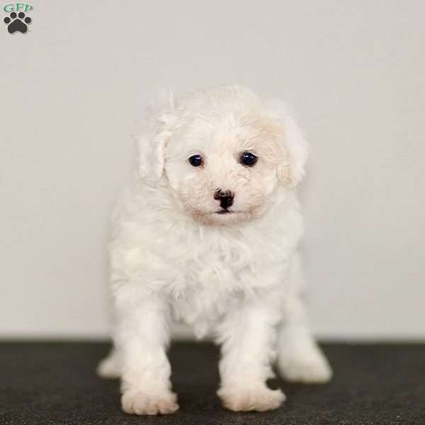 Beau, Miniature Poodle Puppy