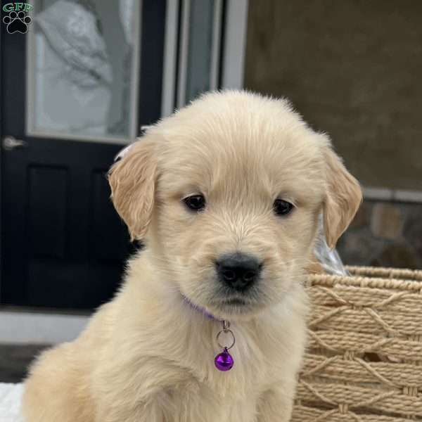 Daisy, Golden Retriever Puppy