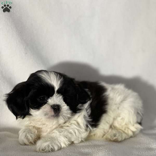 Johnny, Teddy Bear Puppy