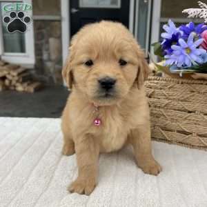 Diva, Golden Retriever Puppy