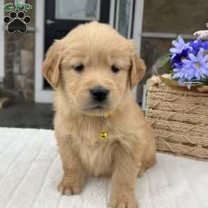 Dakota, Golden Retriever Puppy