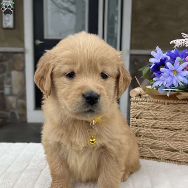 Dakota, Golden Retriever Puppy