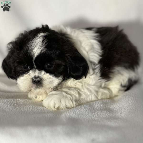 Jolene, Teddy Bear Puppy