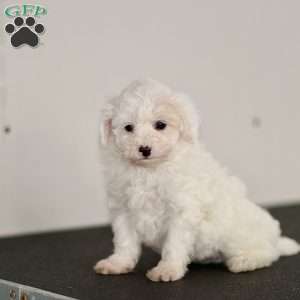Beau, Miniature Poodle Puppy
