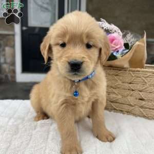 Dash, Golden Retriever Puppy
