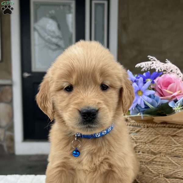 Dash, Golden Retriever Puppy