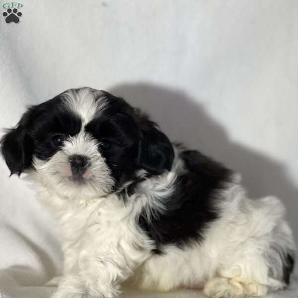 Jesse, Teddy Bear Puppy