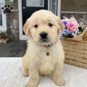 Duke, Golden Retriever Puppy