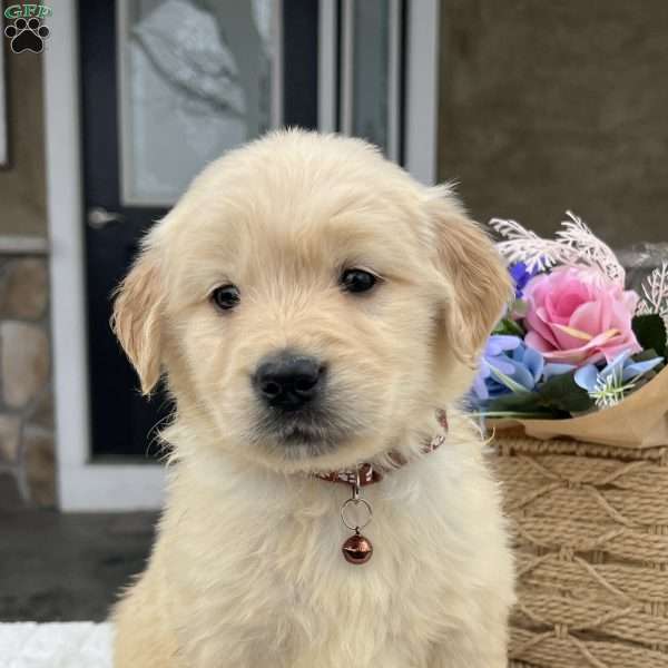 Duke, Golden Retriever Puppy