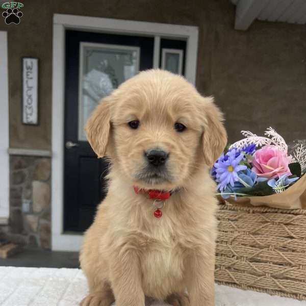 Denver, Golden Retriever Puppy