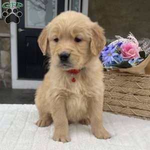 Denver, Golden Retriever Puppy