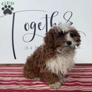 Sammie, Cavapoo Puppy