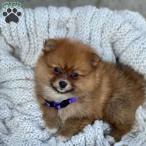 Penny, Pomeranian Puppy
