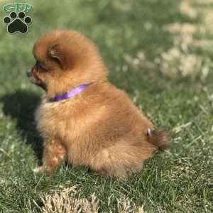 Penny, Pomeranian Puppy