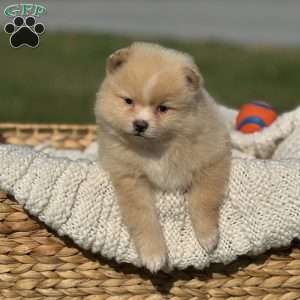 Blaze, Pomeranian Puppy