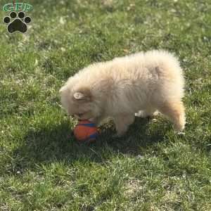 Blaze, Pomeranian Puppy