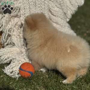 Blaze, Pomeranian Puppy